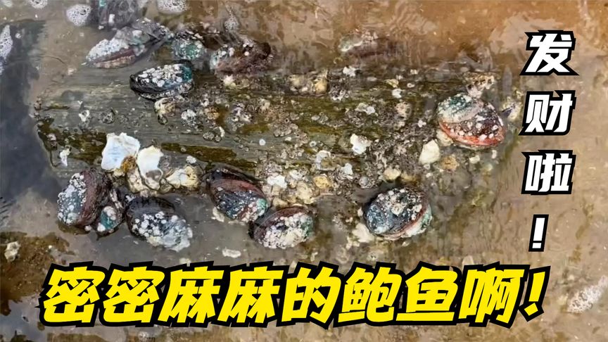 排水口海鮮大爆發(fā)啦！管道上吸著一大片鮑魚！還有好多深海大龍蝦