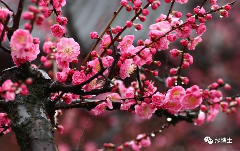 9首春花“飛花令” 邊賞花邊漲文采！-圖3